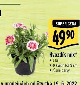 Dianthus - Hvozdík