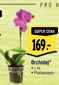 Orchidej