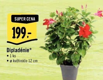 Dipladenia - Mandevila - Sundavillea