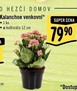 Kalanchoe - Kolopejka