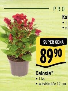 Nevadlec - Celosie