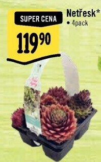 Sempervivum - netřesk