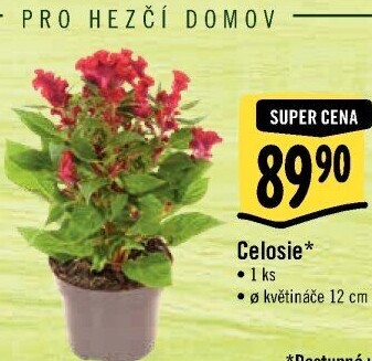 Nevadlec - Celosie