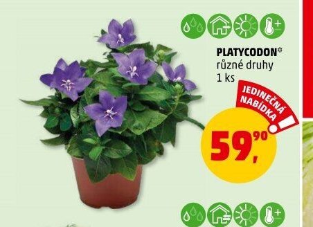 PLATYCODON