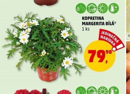 KOPRETINA MARGERITA BÍLÁ