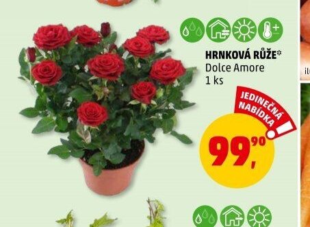 HRNKOVÁ RŮŽE Dolce Amore