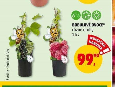 BOBULOVÉ OVOCE