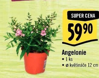 Angelonia