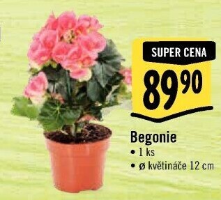 Begónie