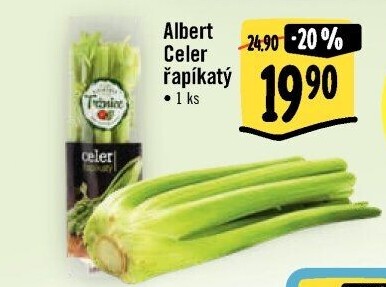 Celer řapíkatý Albert