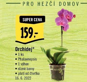 Orchidej