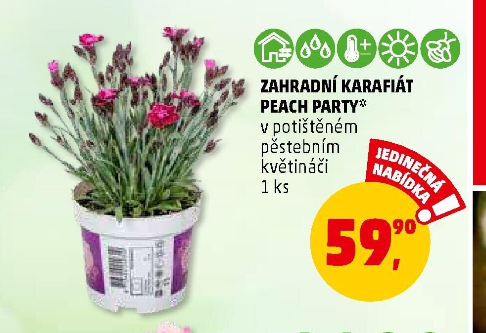ZAHRADNÍ KARAFIÁT PEACH PARTY