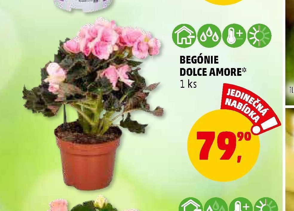 BEGÓNIE DOLCE AMORE
