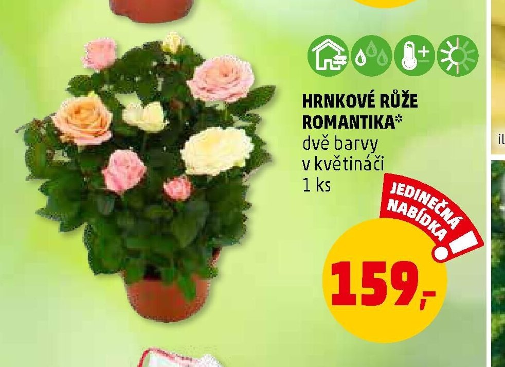 HRNKOVÉ RŮŽE ROMANTIKA