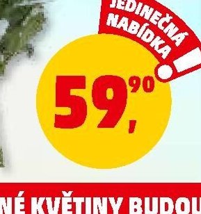 CHRYZANTÉMY ŘEZANÉ