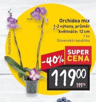 Orchidea mix