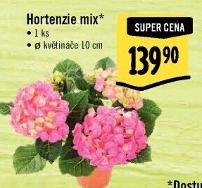Hortenzie - Hydrangea