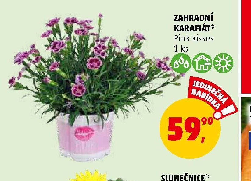ZAHRADNÍ KARAFIÁT Pink kisses 1 ks
