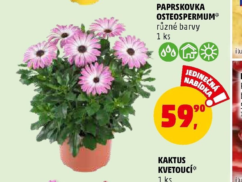 PAPRSKOVKA OSTEOSPERMUM různé barvy 1 ks