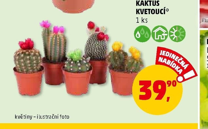 KAKTUS KVETOUCÍ 1 ks