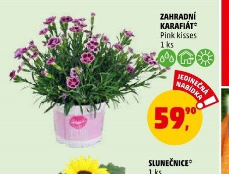 ZAHRADNÍ KARAFIÁT Pink kisses 1 ks