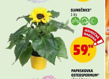 SLUNEČNICE 1 ks