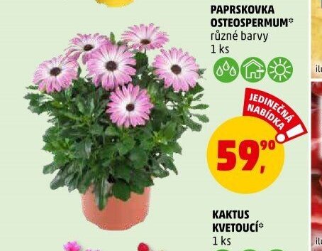 PAPRSKOVKA OSTEOSPERMUM různé barvy 1 ks