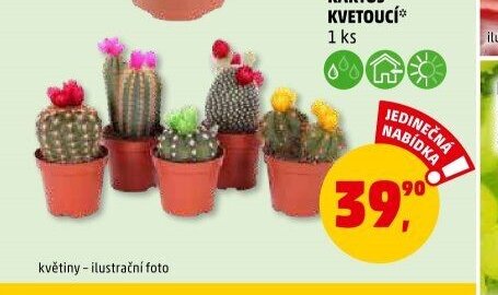 KAKTUS KVETOUCÍ 1 ks