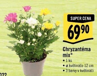 Chrysanthemum - Chryzantéma