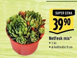Sempervivum - netřesk
