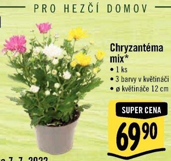Chrysanthemum - Chryzantéma
