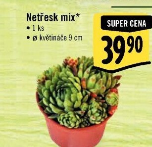 Sempervivum - netřesk