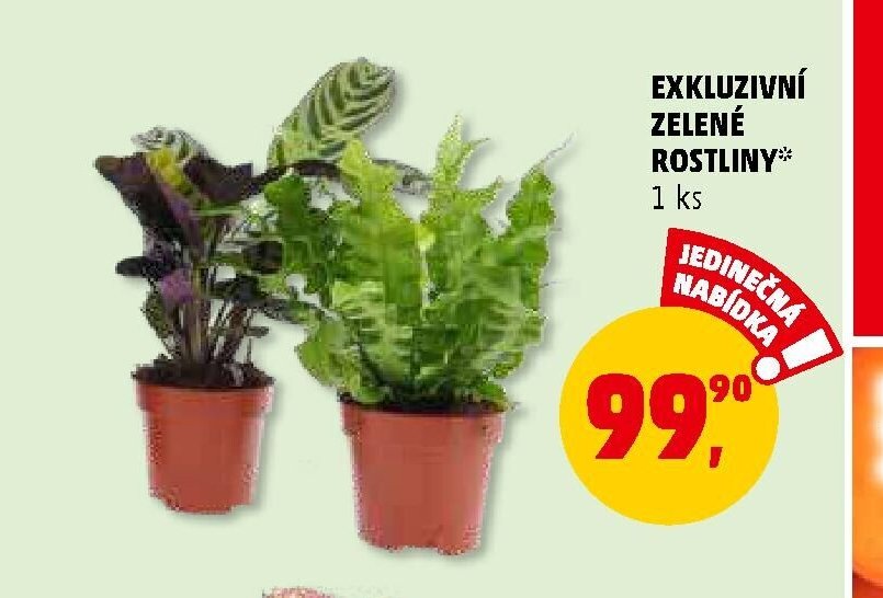 Exkluzivní zelené rostliny