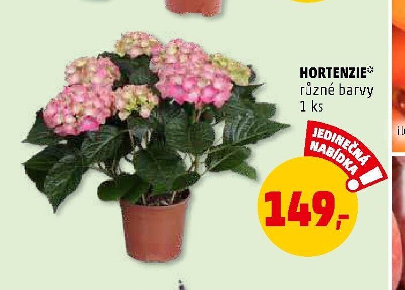 Hortenzie