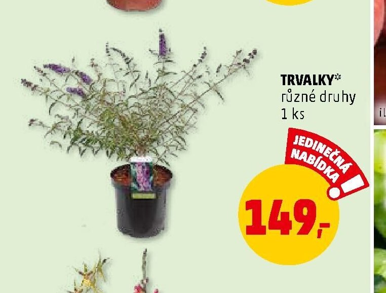 Trvalky