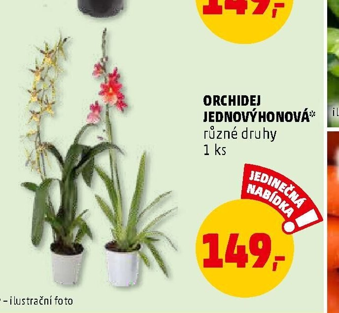 Orchidej jednovýhonová