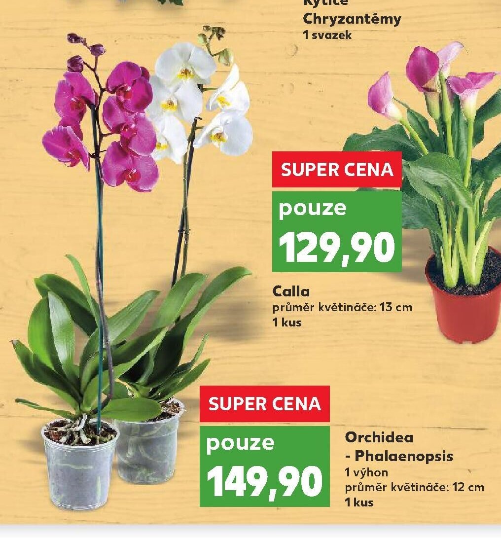 Orchidea - Phalaenopsis