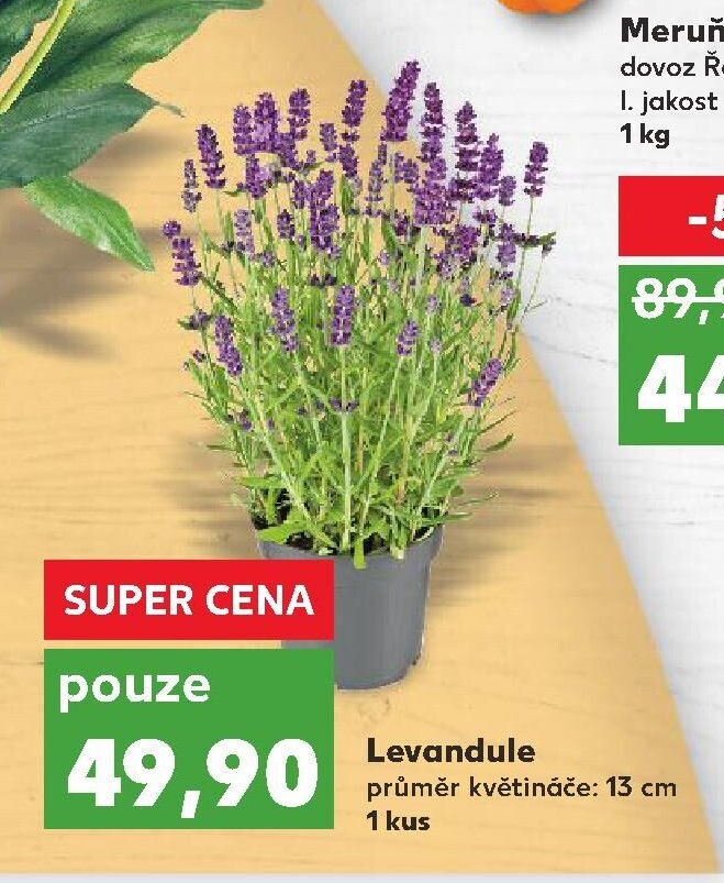 Levandule