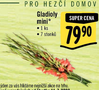 Mečíky - gladioly řezané