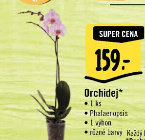Orchidej