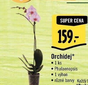 Orchidej