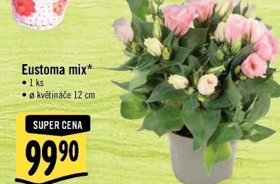 Eustoma - Jícnovka - Lisianthus