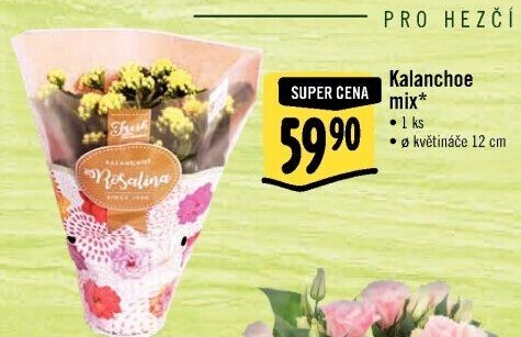 Kalanchoe - Kolopejka