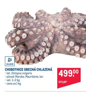 CHOBOTNICE OBECNÁ CHLAZENÁ