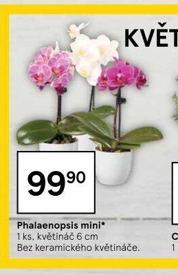 Phalaenopsis mini
