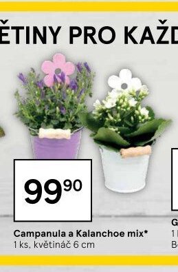 Campanula a Kalanchoe mix