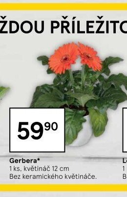Gerbera
