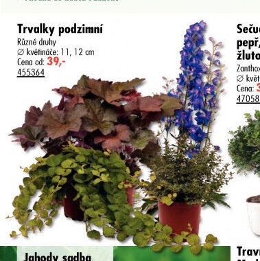 Trvalky podzimní - UNI HOBBY akcniletaky.com