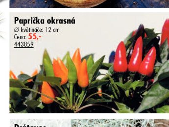 Paprička okrasná - UNI HOBBY akcniletaky.com