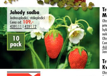 Jahody sadba - UNI HOBBY akcniletaky.com